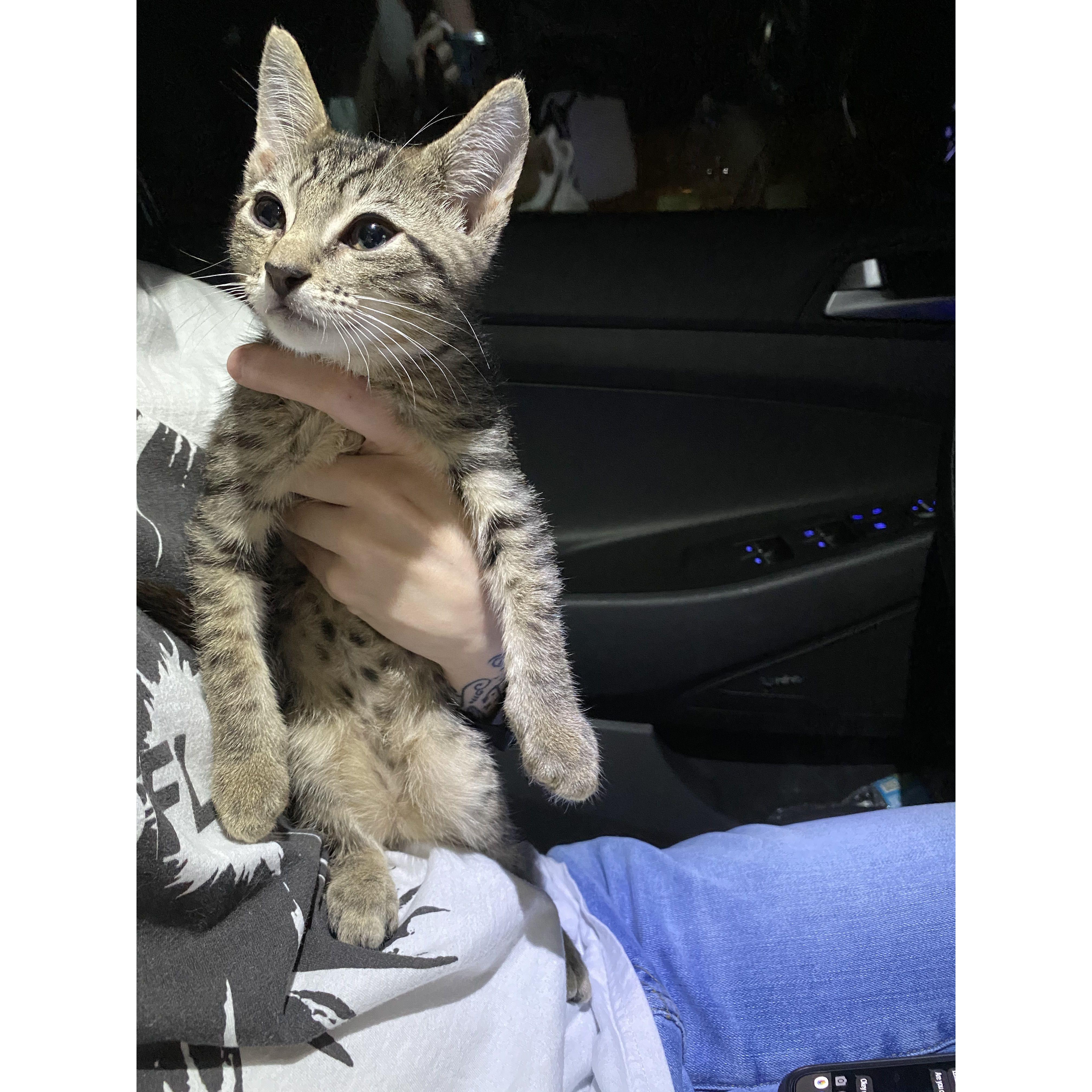 The day we brought home our first baby, Kylo! October 20th, 2020