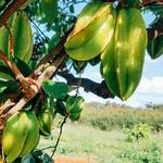 Lokoea Farms
