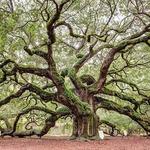 Angel Oak Tree