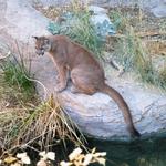 Arizona-Sonora Desert Museum