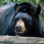 WNC Nature Center