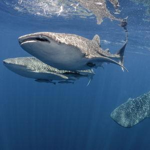 Whale Shark Swimming-Maldives