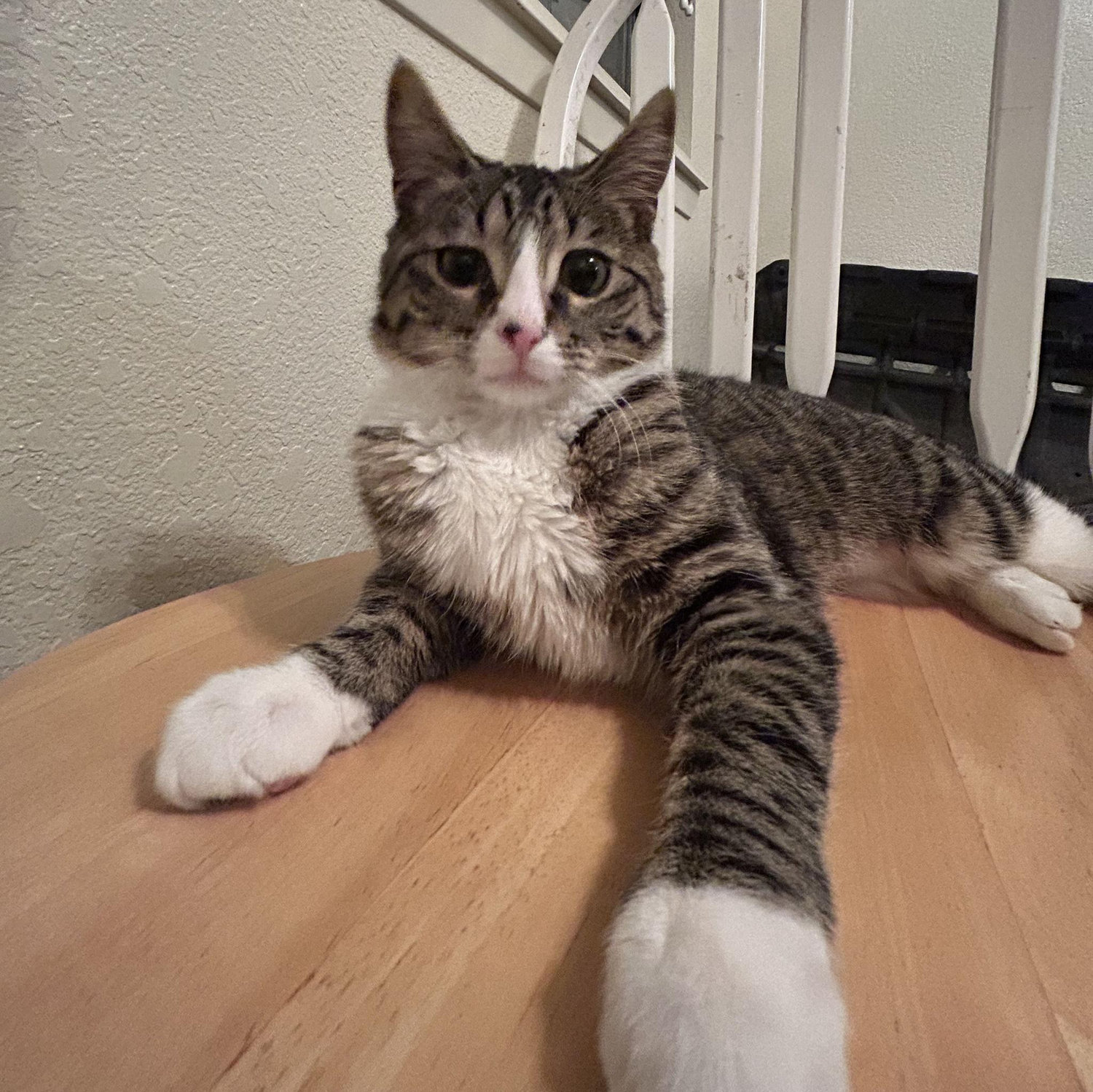 Little Kocho