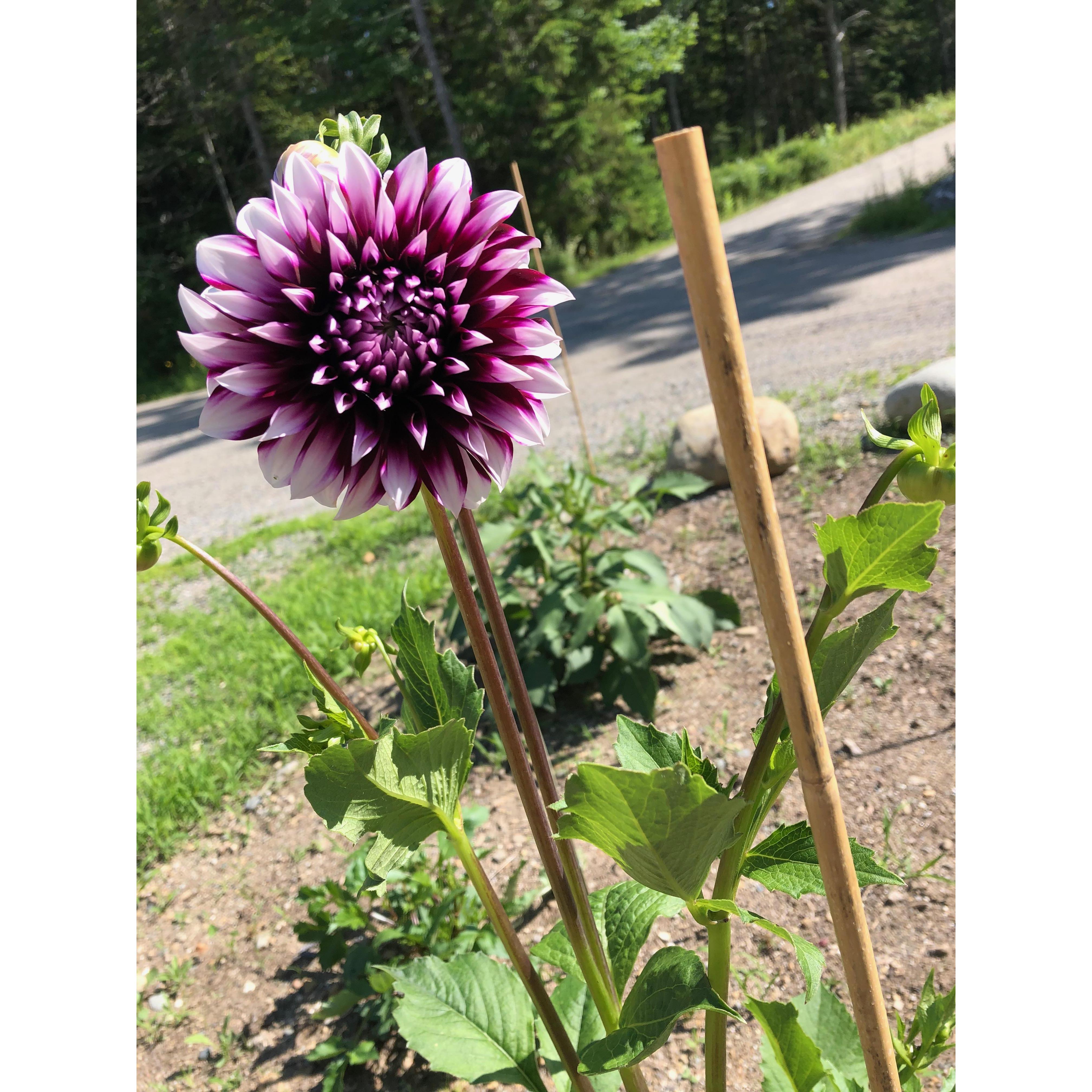 The first flower in our garden!