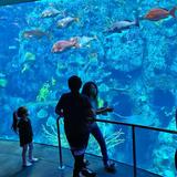 Aquarium of the Pacific