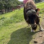 The Musk Ox Farm