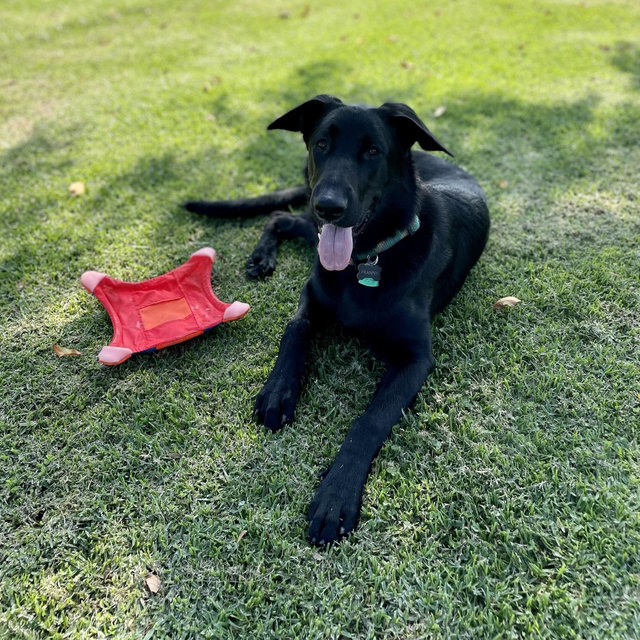 Dog Training Classes