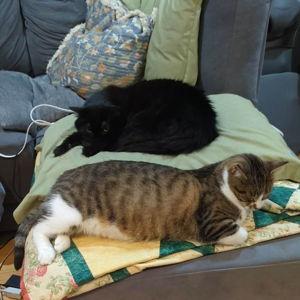 Cat Sitting Fund