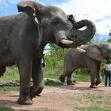 Elephant Sanctuary Hartbeespoort