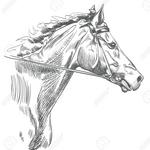 Vineyard Horseback Riding