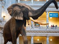 Smithsonian Museum of Natural History