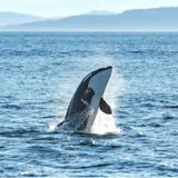 Whale Watching through San Juan Safaris