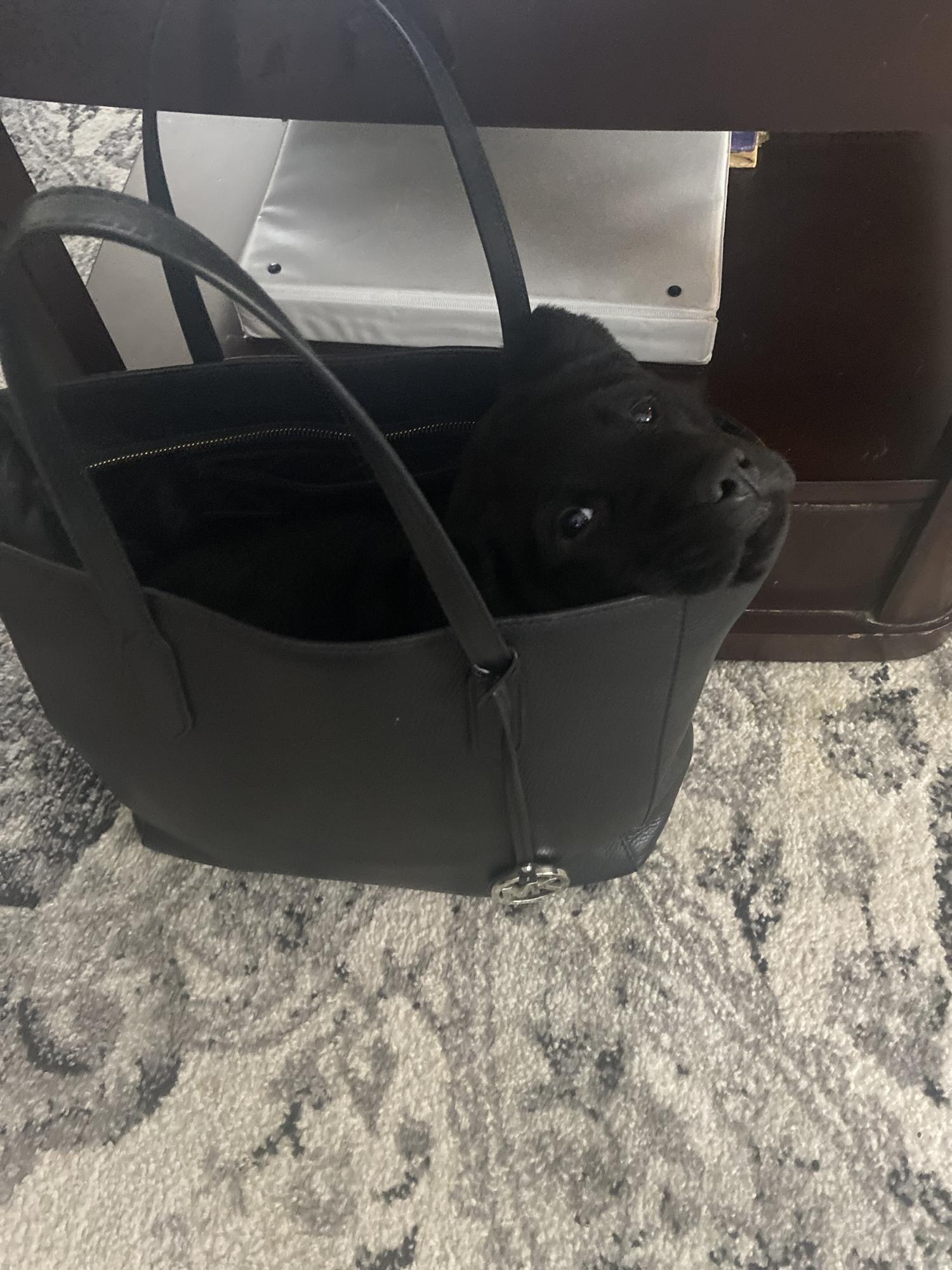 Hanks first shopping trip!! 😁