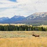 Yellowstone National Park