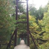 Cook Forest Swinging Bridge