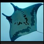 Sunset cruise and manta rey snorkel