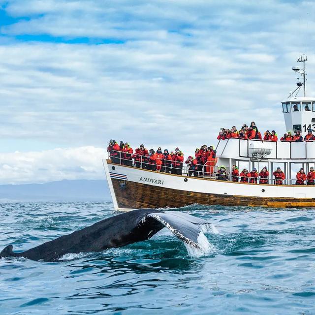 Alaskan Cruise - Whale watching