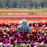 Holland Ridge Farms - pick fresh tulips and visit farm animals