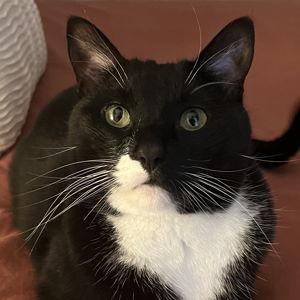 Otis Treat Fund