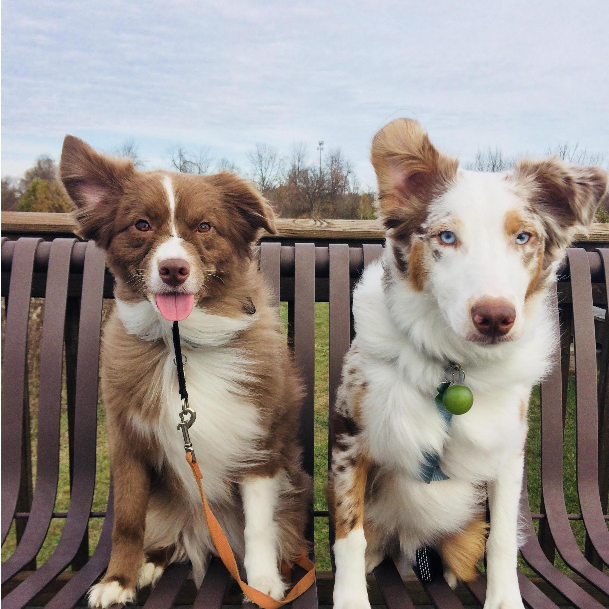 Our dogs Canyon & Rowan