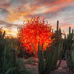 Desert Botanical Garden