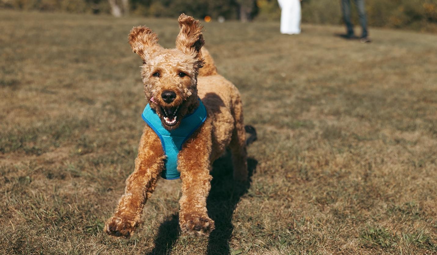 The Wedding Website of Alexis Zello and Clayton Bleier