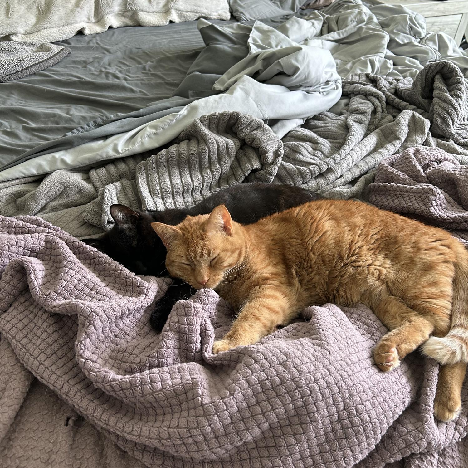 Can’t forget our kitties, Cheeto and Binx