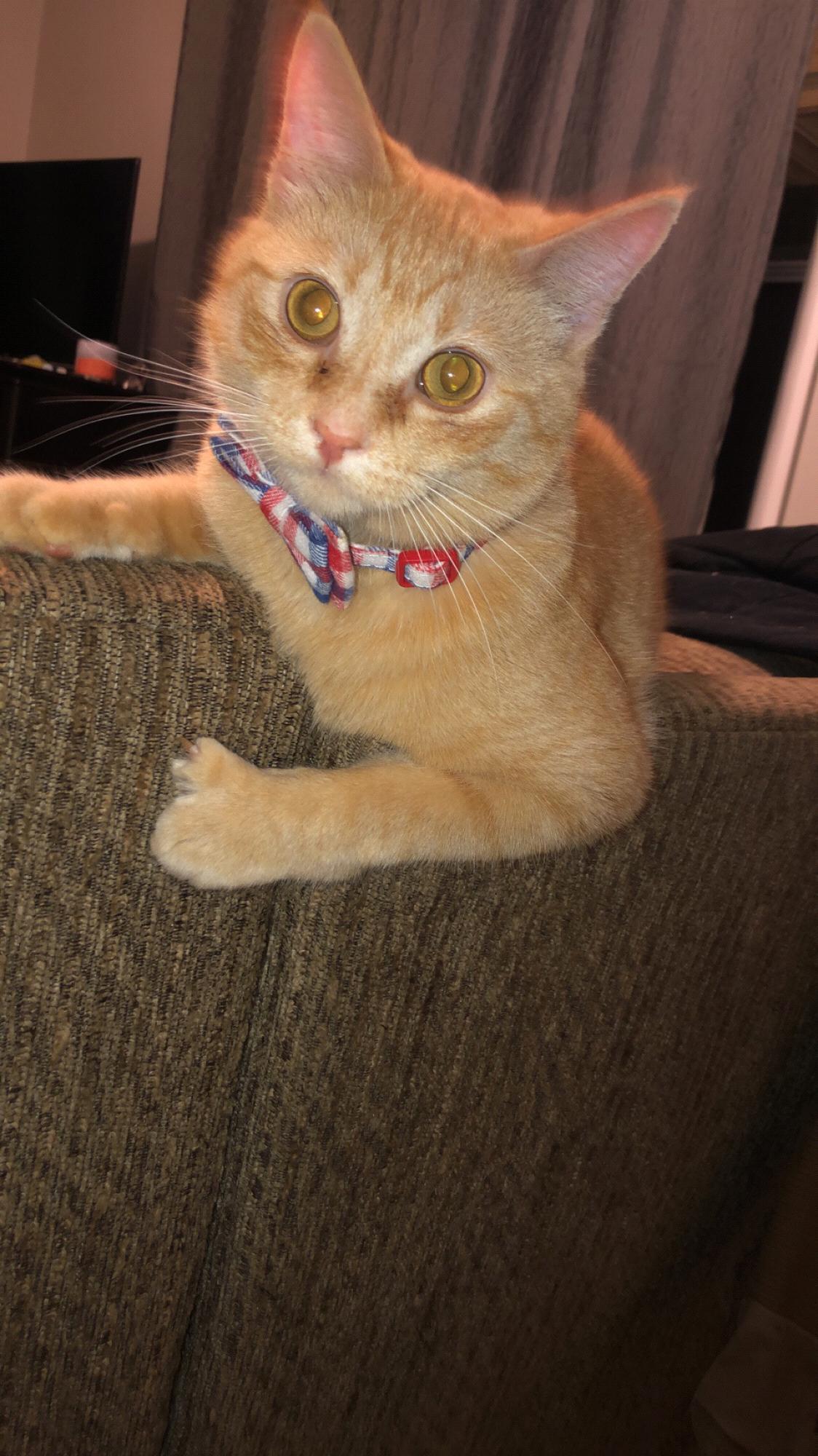 Simba
