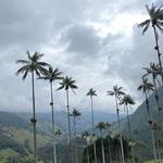 Valle del Cocora