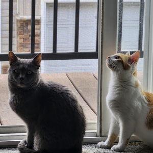 Neighbor pet sitting for honeymoon