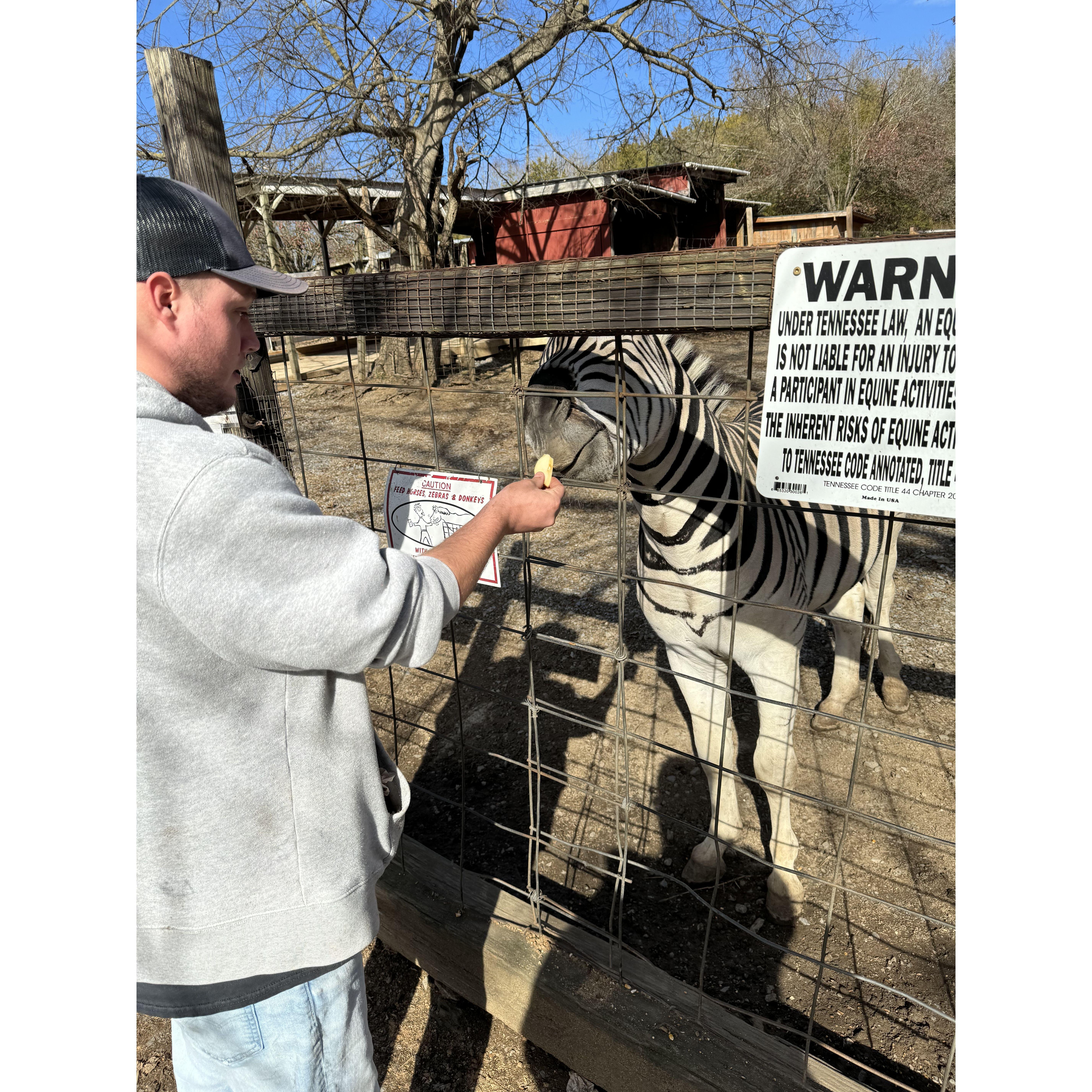 I still can't believe that we were able to feed a Zebra!