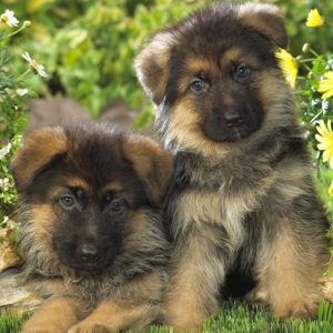 Our German Shepherd Fund