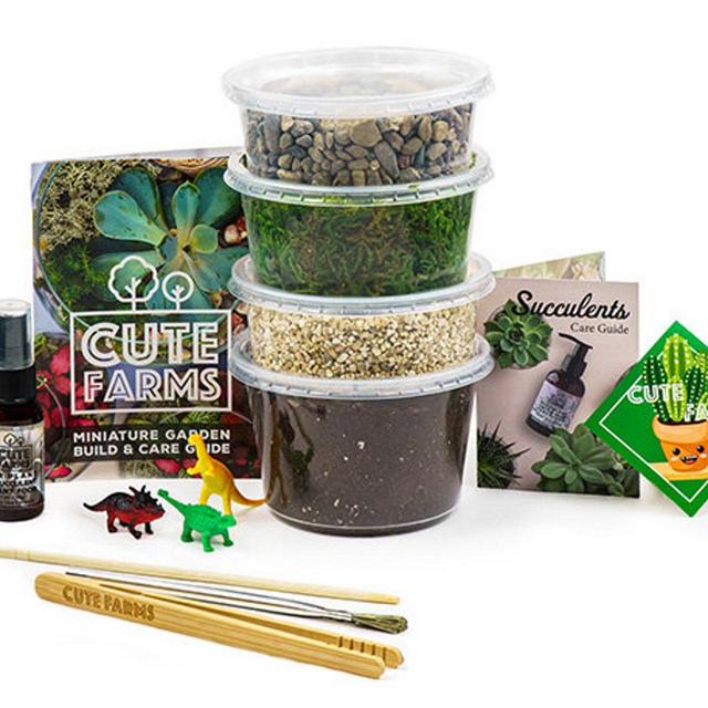 Medium Terrarium Starter Kit