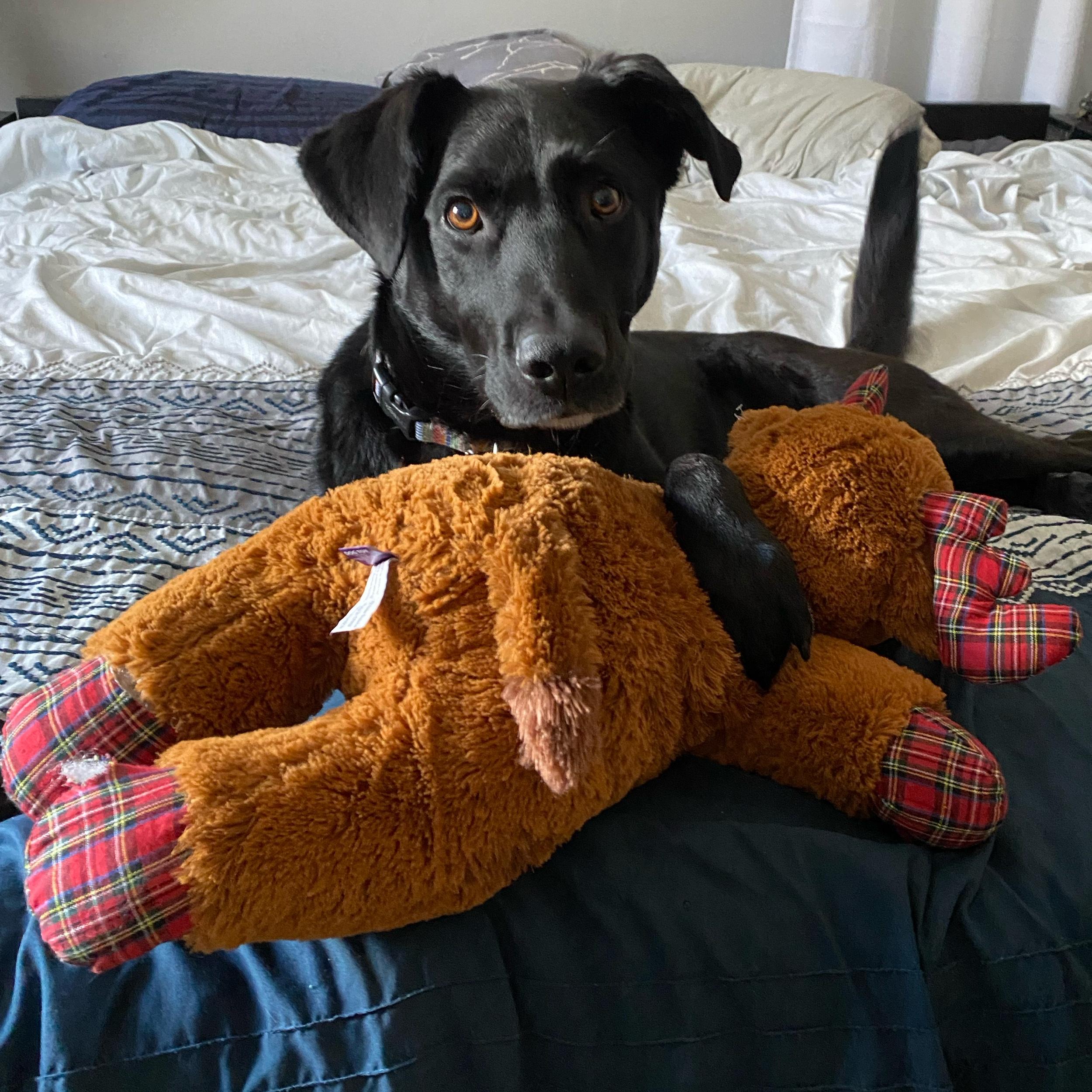 Our Pet Toy Fund