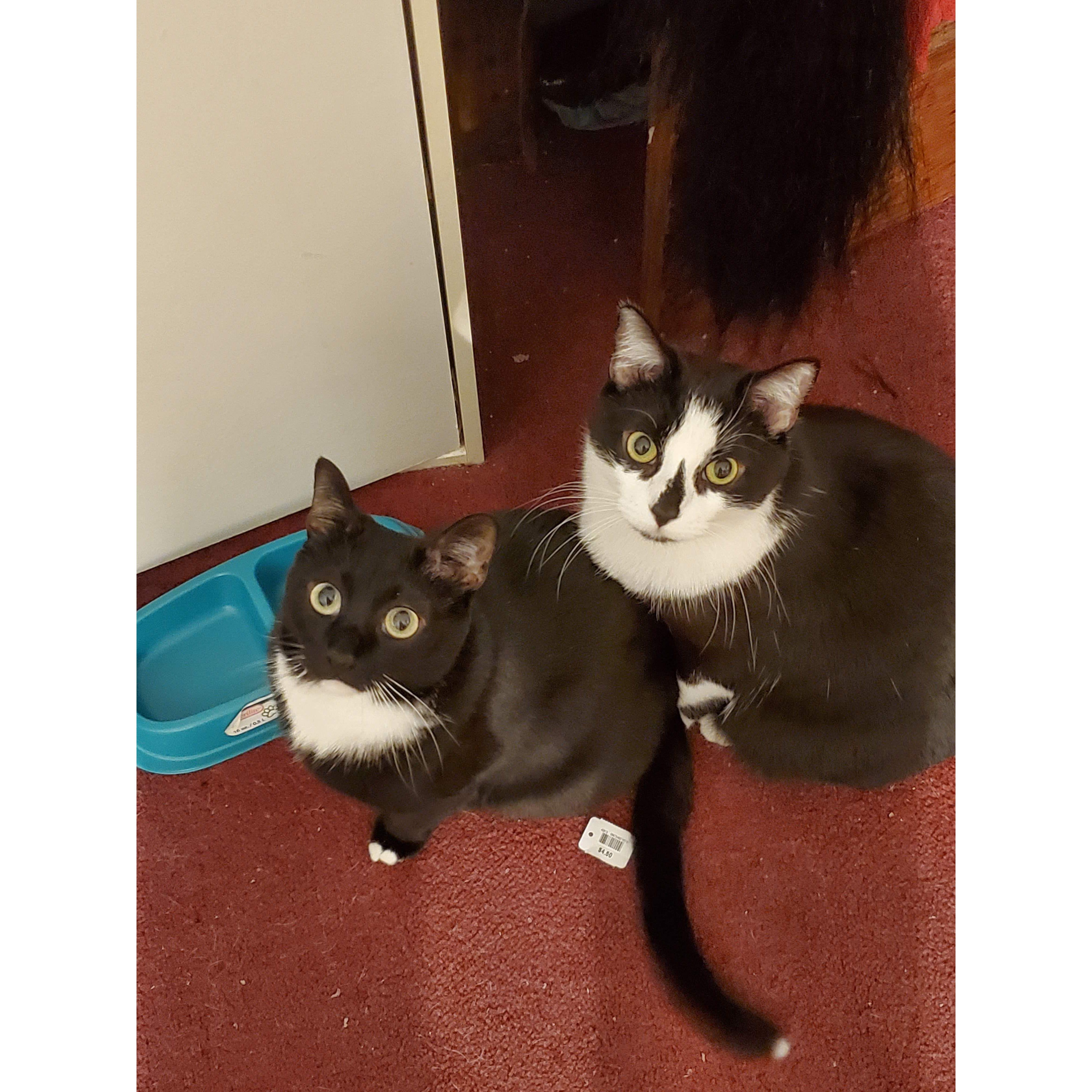 Our furbabies Tiny &Fiesty