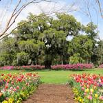 Airlie Gardens