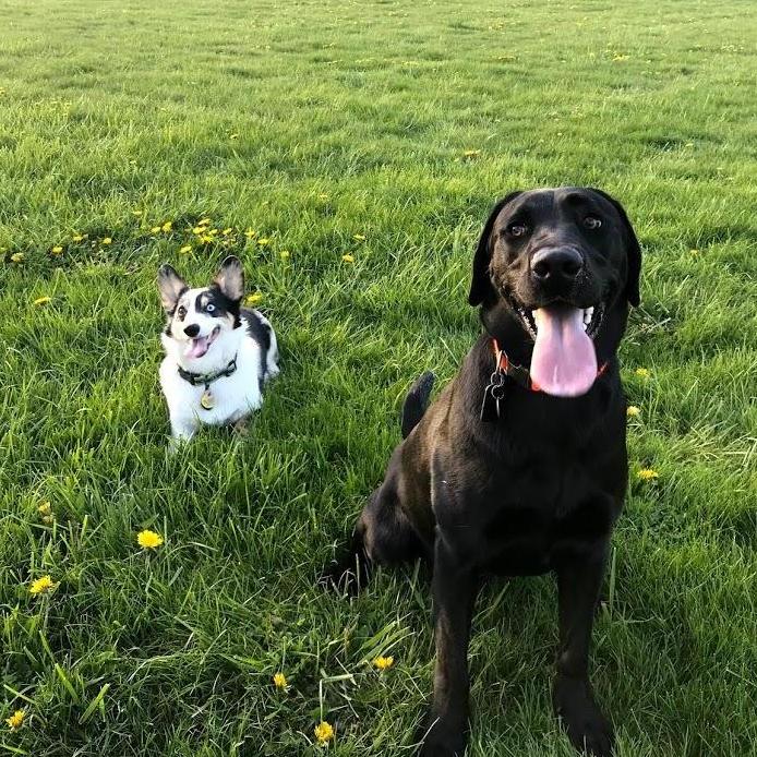 If you know anything about us, you know how much we love our fur babies- Rykie and Dakko!