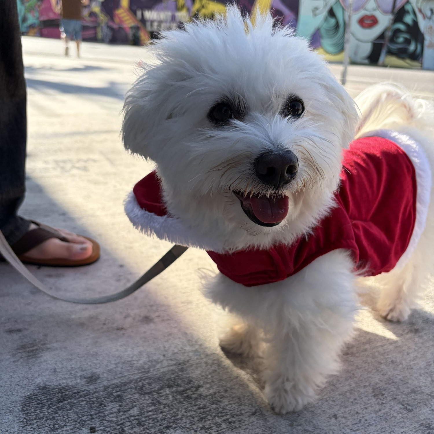 All paws on deck—Santa Leah has arrived in Miami 🎅🐾