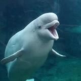 Mystic Aquarium