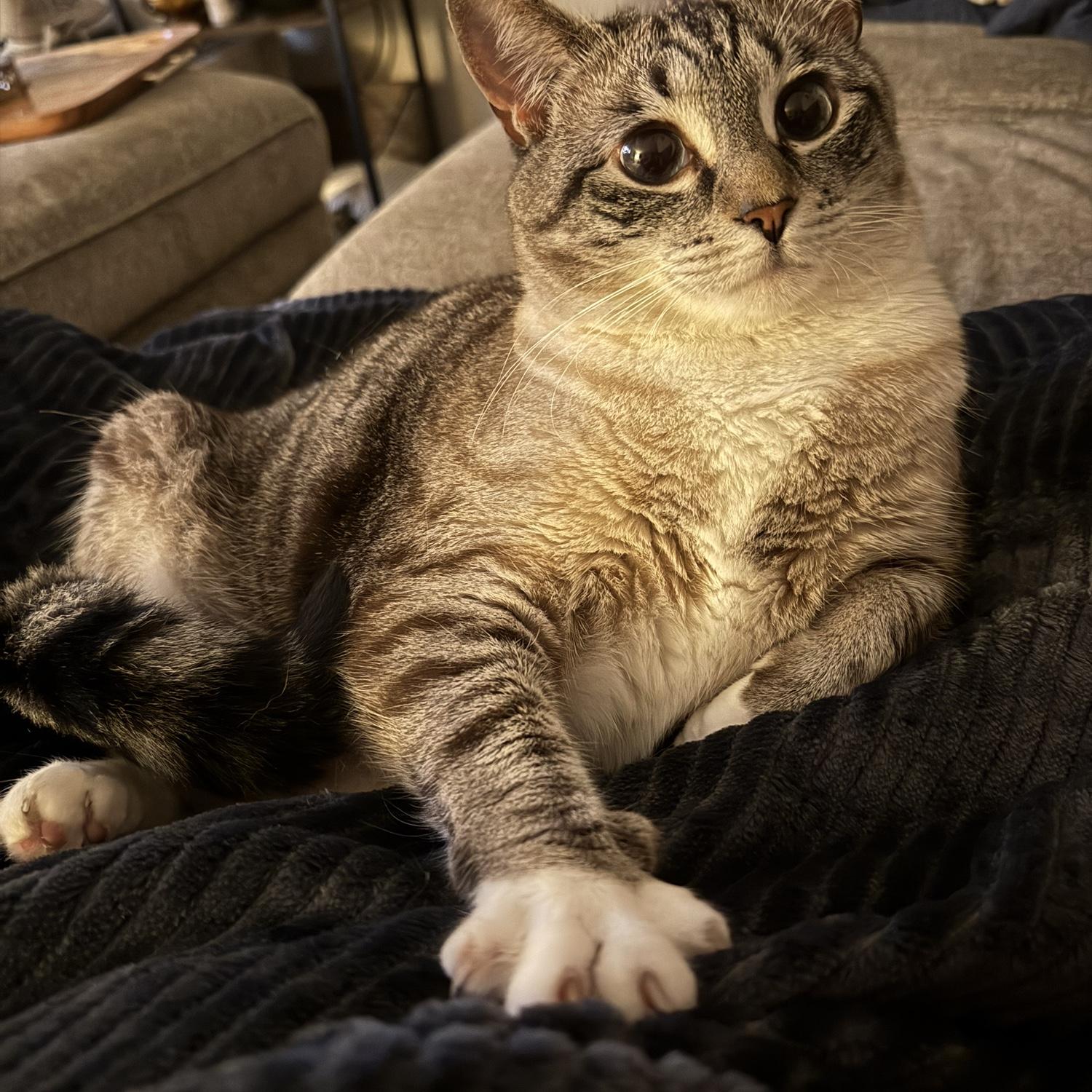 Enjoy some pics of our sweet kitties who we so dearly wish could attend