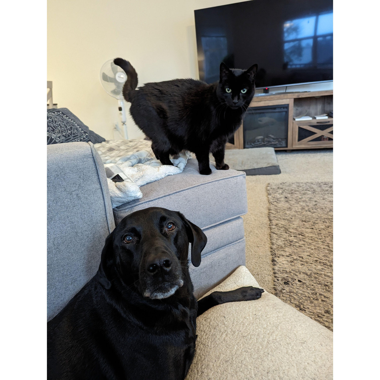 Our wondeful void-pets, Salem & Onyx