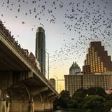 Congress Avenue Bridge for Bat Viewing