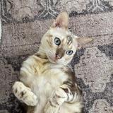 Play with Leo