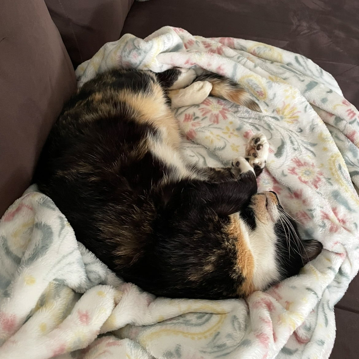 We got a cat! January 2025