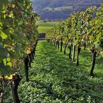 Jefferson Vineyards