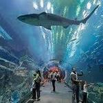 Dubai Aquarium & Underwater Zoo