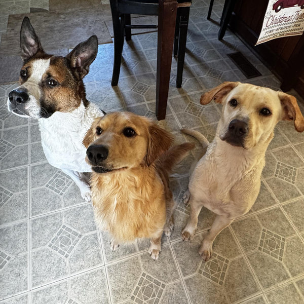 Pet Babysitter For Our Honeymoon