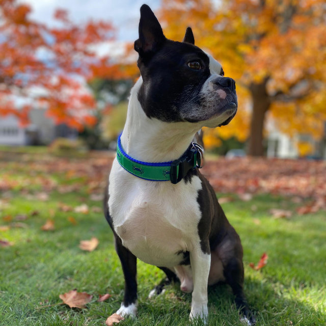 Lowell Humane Society