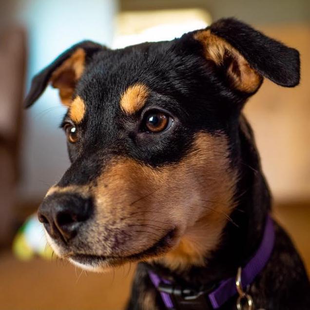 Kimber!