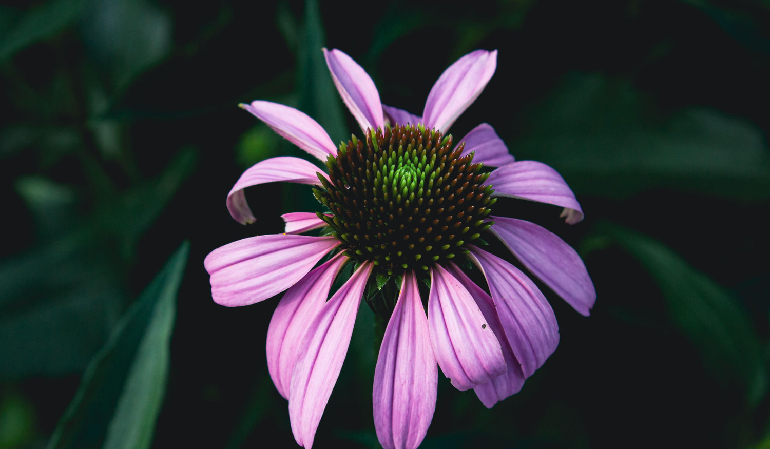 Footer image